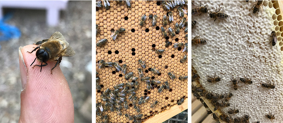 intro-beehives-2